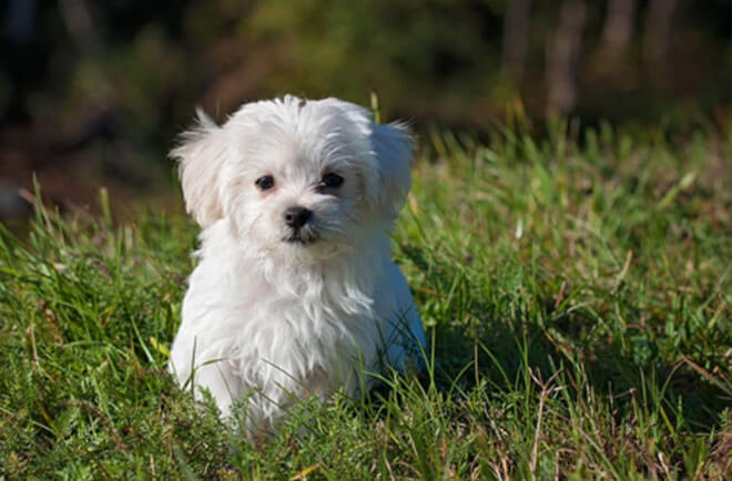 best pet rescue mobile app
